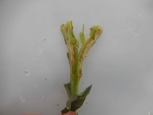 None